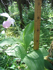 Photo By: Gregory J. Edinger. Photo taken: Jefferson County, NY on 21 June 2012